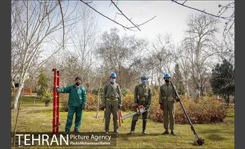 آغاز فصل هرس درختان- 3