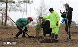 آغاز کاشت ۲۵ هزار اصله نهال غیرمثمر در بوستان چیتگر 7