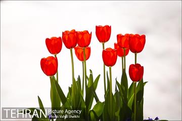 رویش گل های لاله در باغ ایرانی 32