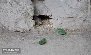 مبارزه با جانوران موذی 26