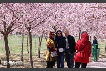 شکوفه‌های بهاری در بوستان سمن‌ها 13