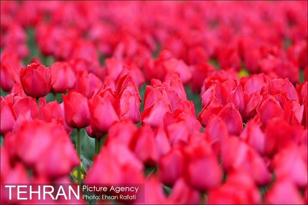 جشنواره لاله‌ها در بوستان زندگی محله هرندی 1