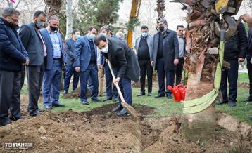 کاشت نخل های کهنسال به یاد شهدا در منطقه ۱۳