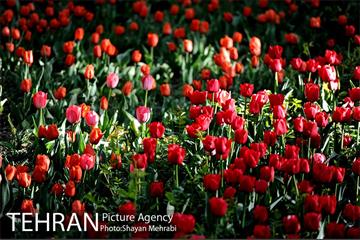 رویش گل های لاله در باغ ایرانی 3