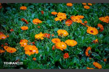 باغ گیاه‌شناسی 41