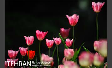 رویش گل های لاله در بوستان ملت 17