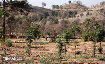 بازدید اصحاب رسانه از روند انجام عملیات احیای چیتگر 7