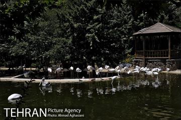 باغ پرندگان تهران 24
