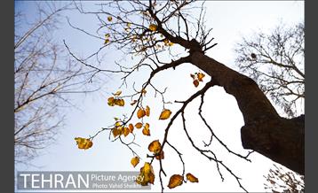 باغ ایرانی 23