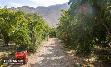 یـاقوت سرخ  4