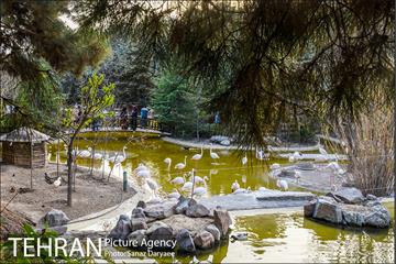 باغ پرندگان 18