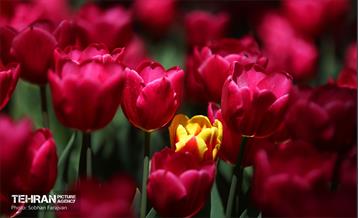 باغ ایرانی میزبان لاله‌ها 58