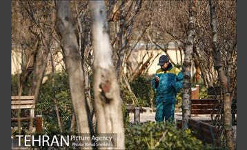 باغ ایرانی 19
