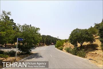 بوستان جنگلی یاس فاطمی 17