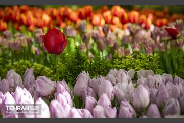 لاله های باغ ایرانی 11