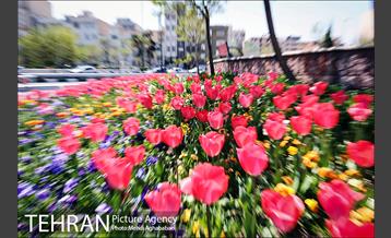 لاله های بوستان یاسمن 10