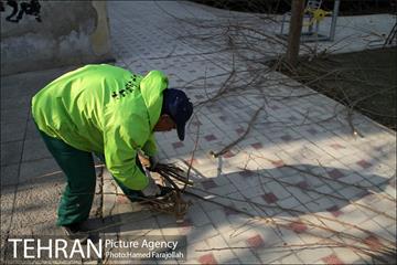 عملیات هرس درختان درمعابر و بوستانهای مناطق تهران 27