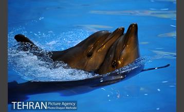 دلفیناریوم برج میلاد 20