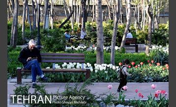 رویش گل های لاله در باغ ایرانی 43