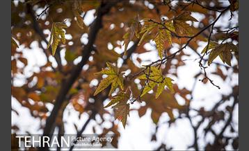 پاییز زیبای منطقه کن 2