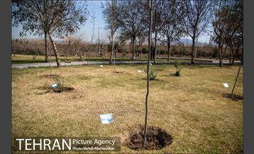 ۱۰۰ نهال به نام ۱۰۰ زن نامدار قرن 6