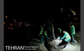 ​جا به جایی درختان گیشا به دلیل ساخت زیرگذر 29