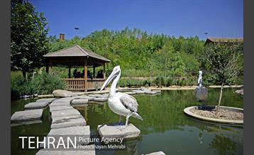 باغ پرندگان 17