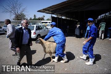 بازدید معاونین شهردار از جایگاه های عرضه دام زنده 42