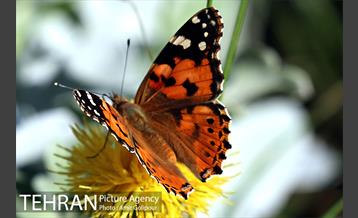 پرواز پروانه ها در شهر 6