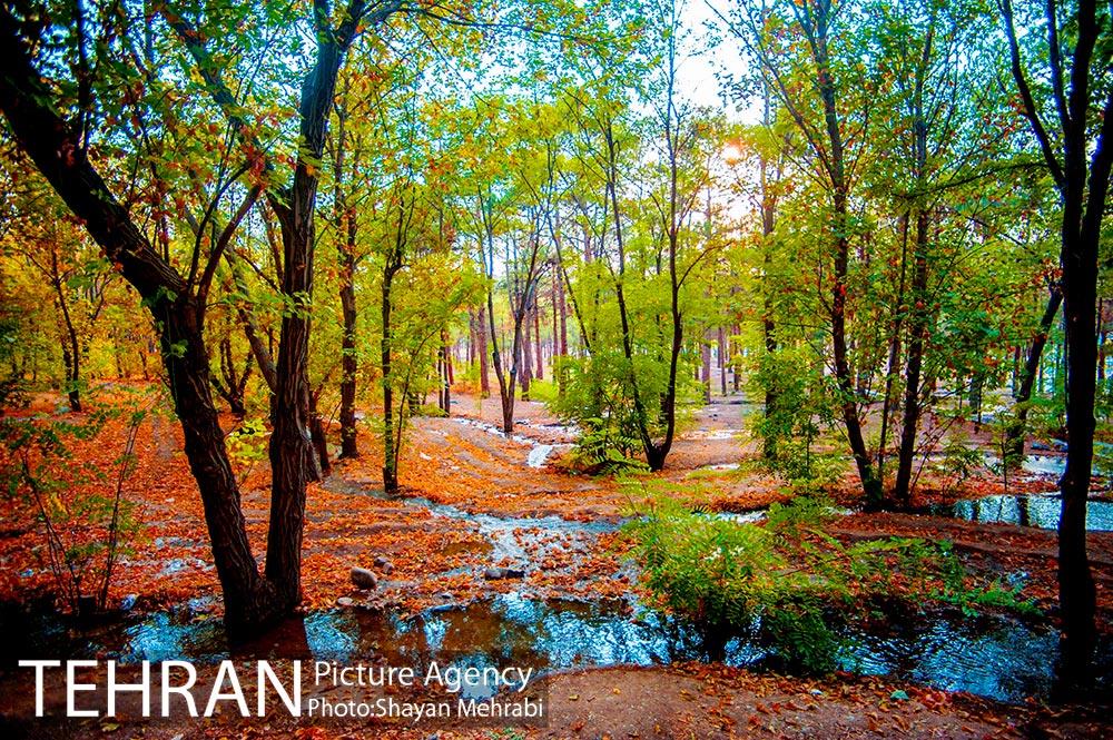 بوستان جنگلی چیتگر 37