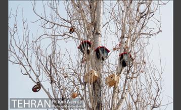 لانه‌ گذاری پرندگان در بوستان خوارزم  9