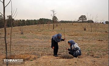 کاشت 2000 نهال مثمر در بوستان جنگلی چیتگر 42