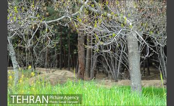 طبیعت بهاری بوستان سرخه حصار‎ 5