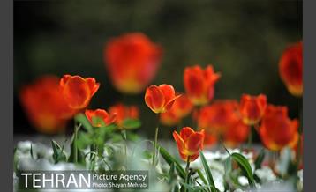 رویش گل های لاله در بوستان گفتگو 26