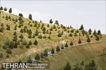 بوستان جنگلی کوهسار 23