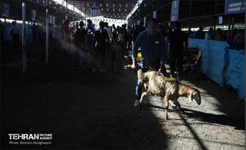 بازدید از مرکز عرضه بهداشتی دام ویژه عید قربان 60