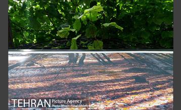 باغ موزه هنر ایرانی‎ 9