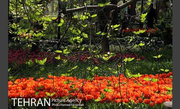 لاله های بهاری بوستان مختاری 14