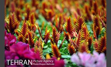 شانزدهمین نمایشگاه بین المللی گل و گیاه تهران - 2 53