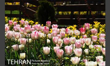 لاله های باغ راه فدک  14