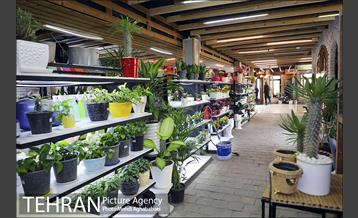 مرکز گل و گیاه ایوار 17