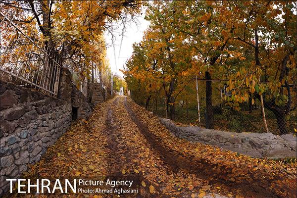پاییز طلایی روستای افجه 5