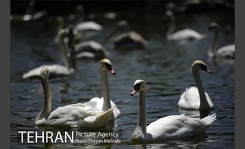 باغ پرندگان 37