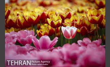 پیاده راه لاله برای مادران 6