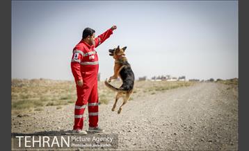 سگ های آنست 15