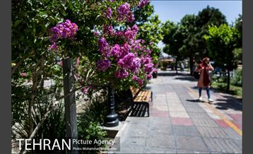 گل های توری 13