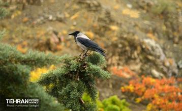 هوای پاییزی پایتخت 19