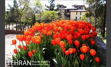 لاله های باغ راه فدک  4