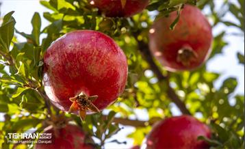 یـاقوت سرخ  7