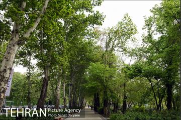 بوستان نیاوران 17